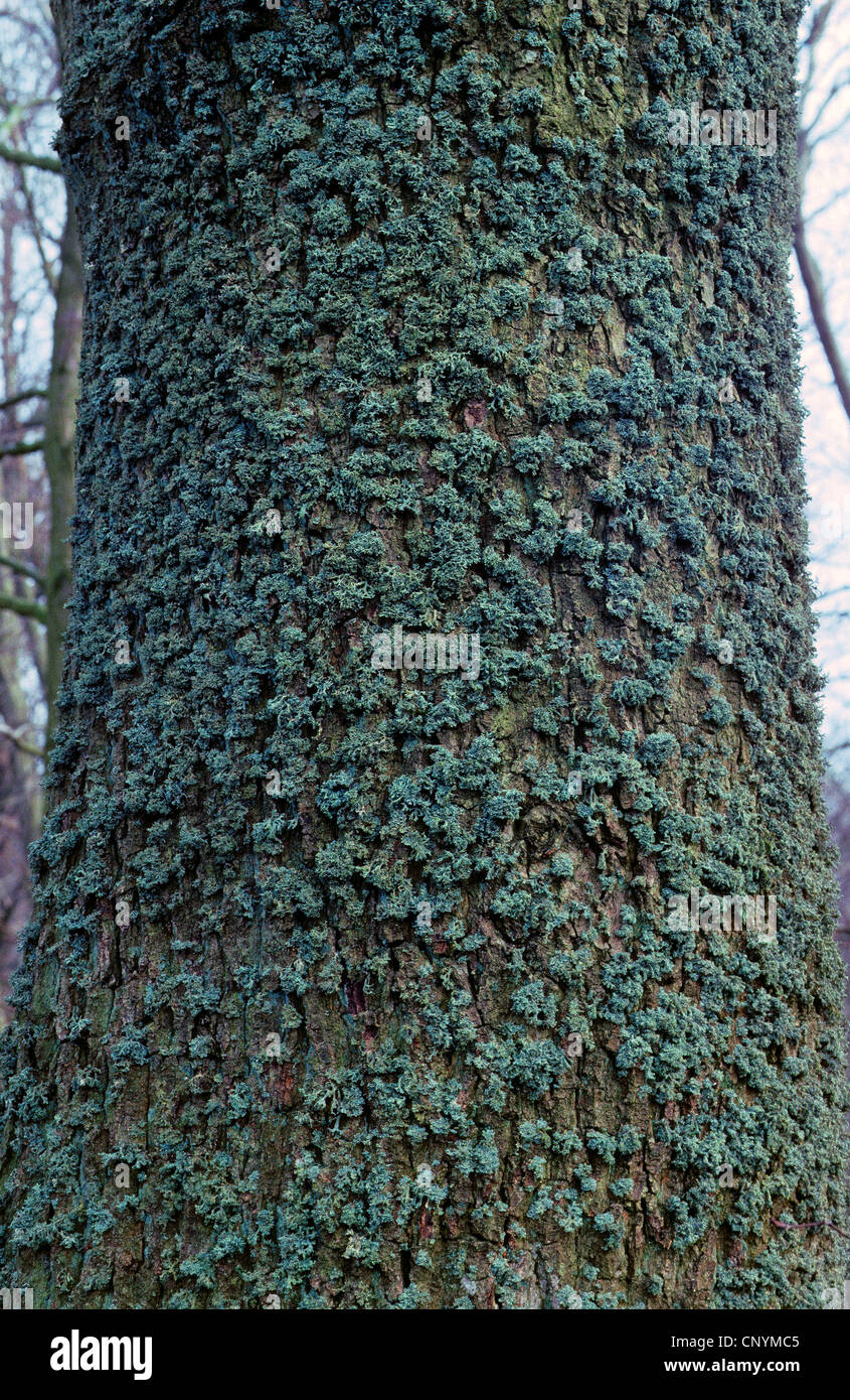 Eichenmoos (Evernia Prunastri), auf der Rinde eines Baumstammes, Deutschland Stockfoto