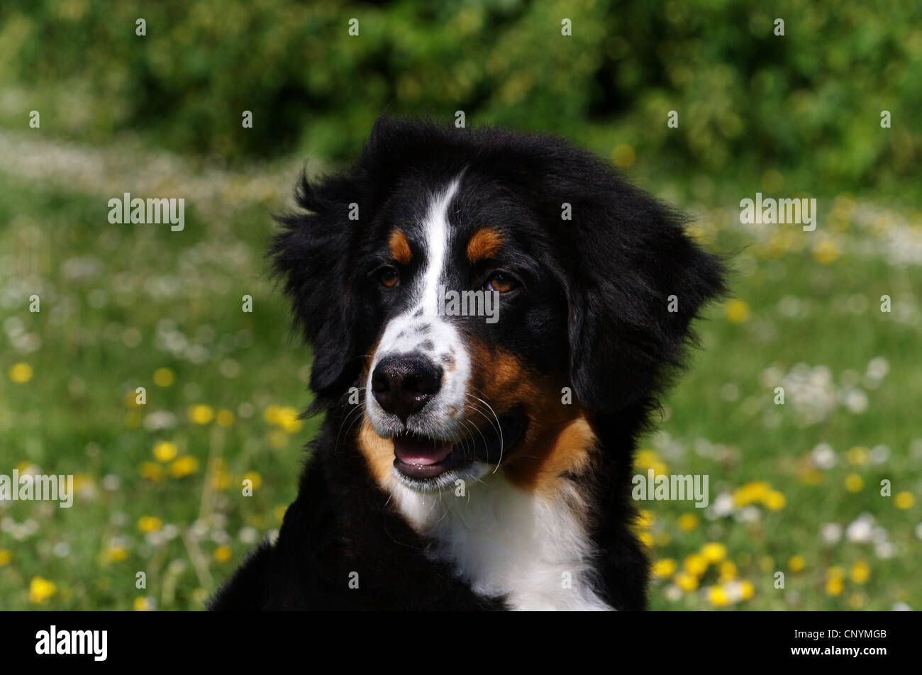 Berner Sennenhund (Canis Lupus F. Familiaris), 5 Monate alten Berner Sennenhund, Porträt, Deutschland Stockfoto