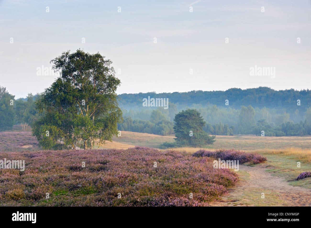Morgennebel über Heide, Deutschland, NRW, Nature Reserve Westruper Heide Stockfoto