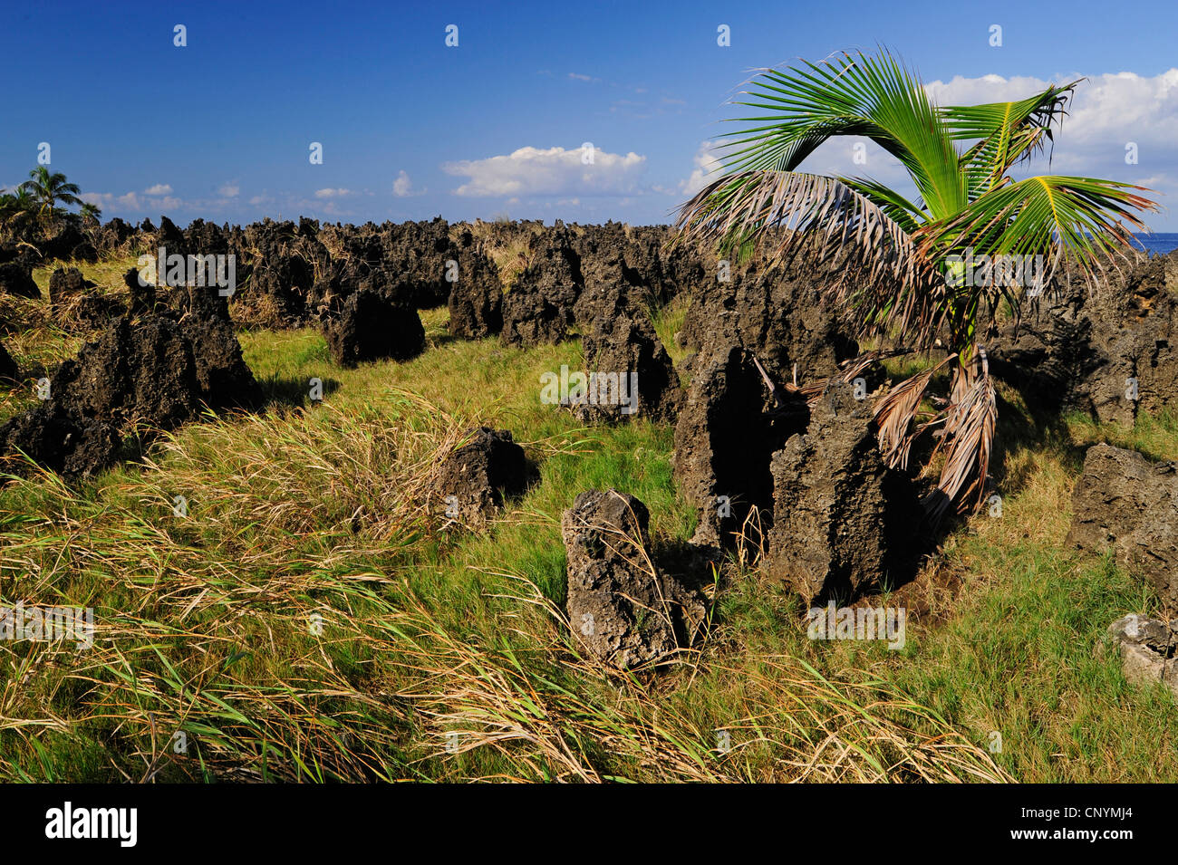 Palmen und kleinen Felsen an der Küste von Roatan, Honduras, Roatan Stockfoto