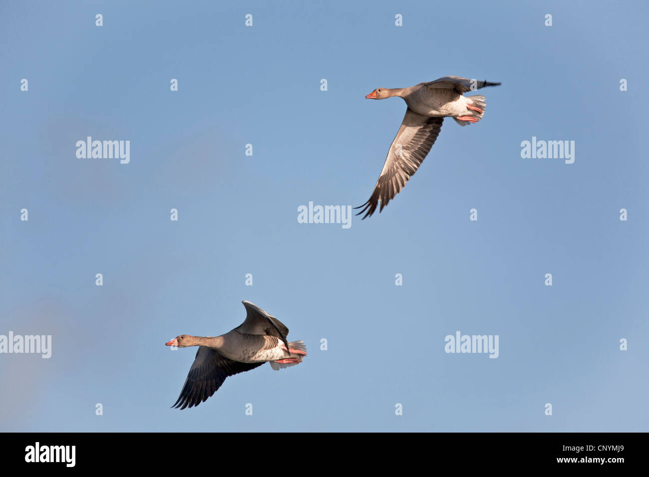 Graugans (Anser Anser), zwei Personen fliegen, Deutschland, Schleswig-Holstein Stockfoto