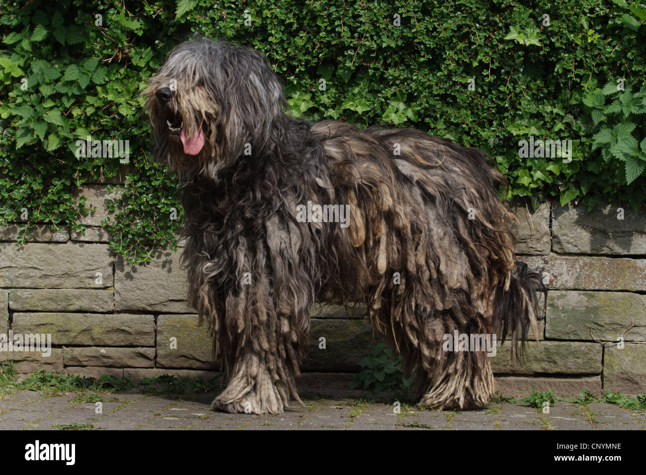 Bergamasco Schäferhund (Canis Lupus F. Familiaris), Keuchen Stockfoto