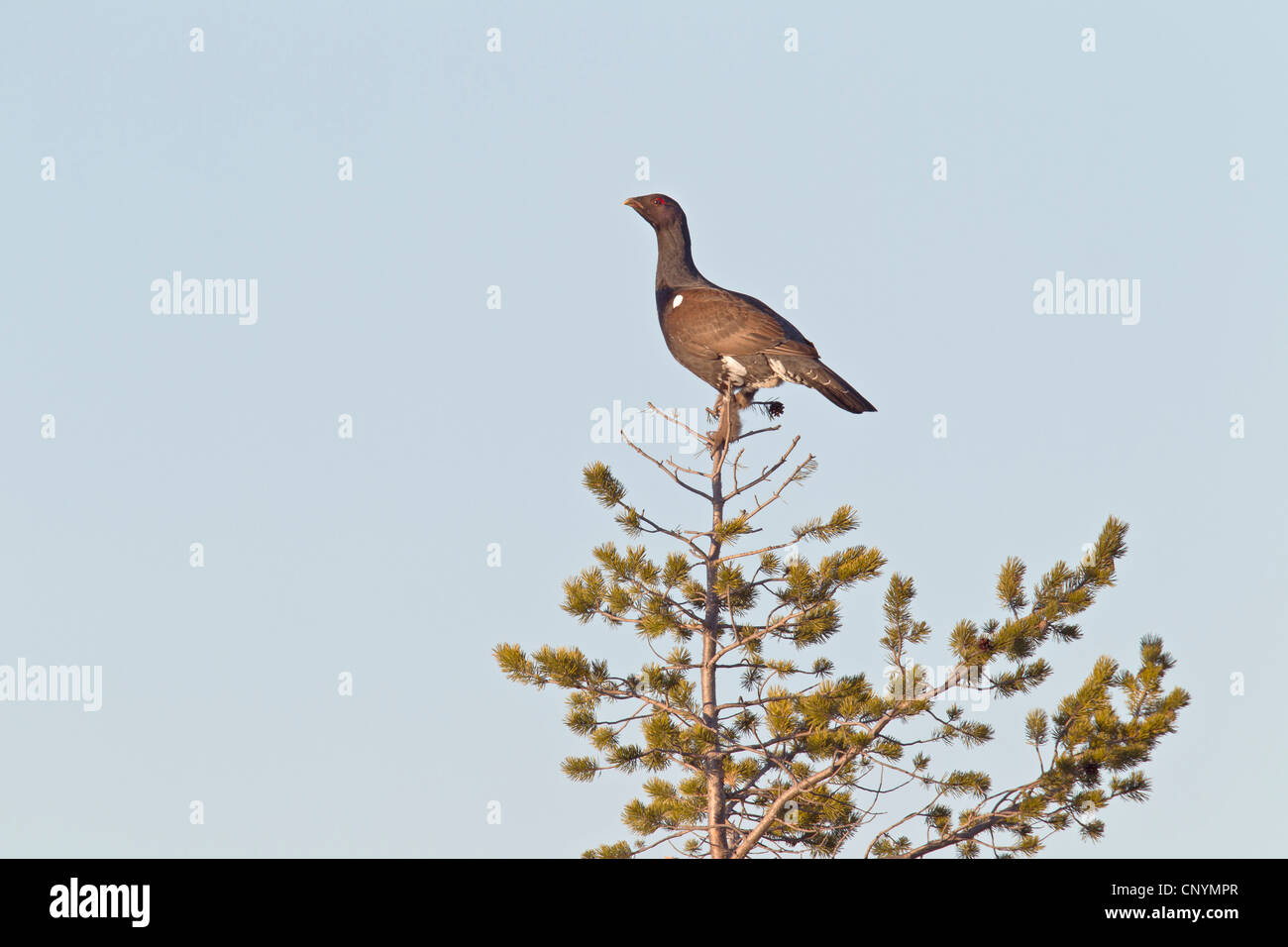 Auerhühner, Auerhahn (at Urogallus), Männchen auf einen Baum, Schweden, Fulufjaellet National Park Stockfoto