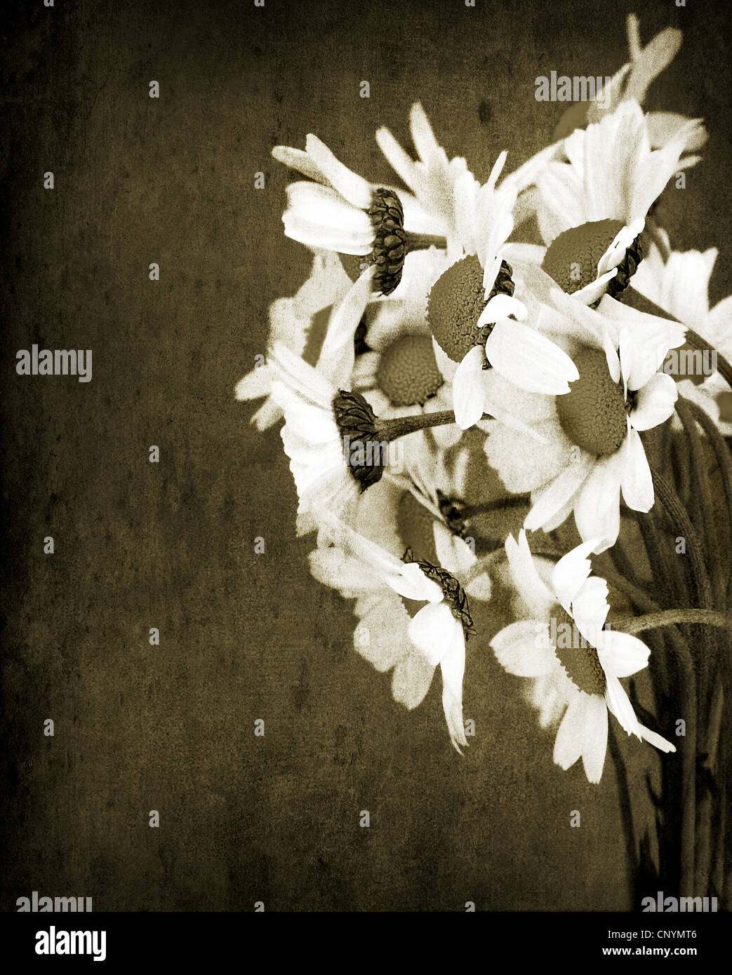 Altes Grunge Bild von Daisy Blumen Blumenstrauß isoliert auf schmutzigen Wand Hintergrund, Sepia getönt Stockfoto