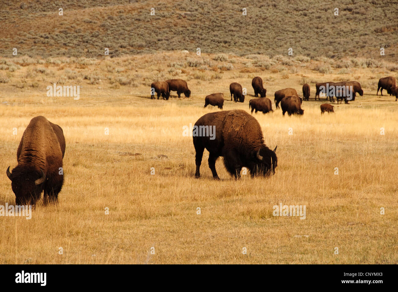 Gruppe von Buffalo im Yellowstone-Nationalpark, Wyoming Stockfoto