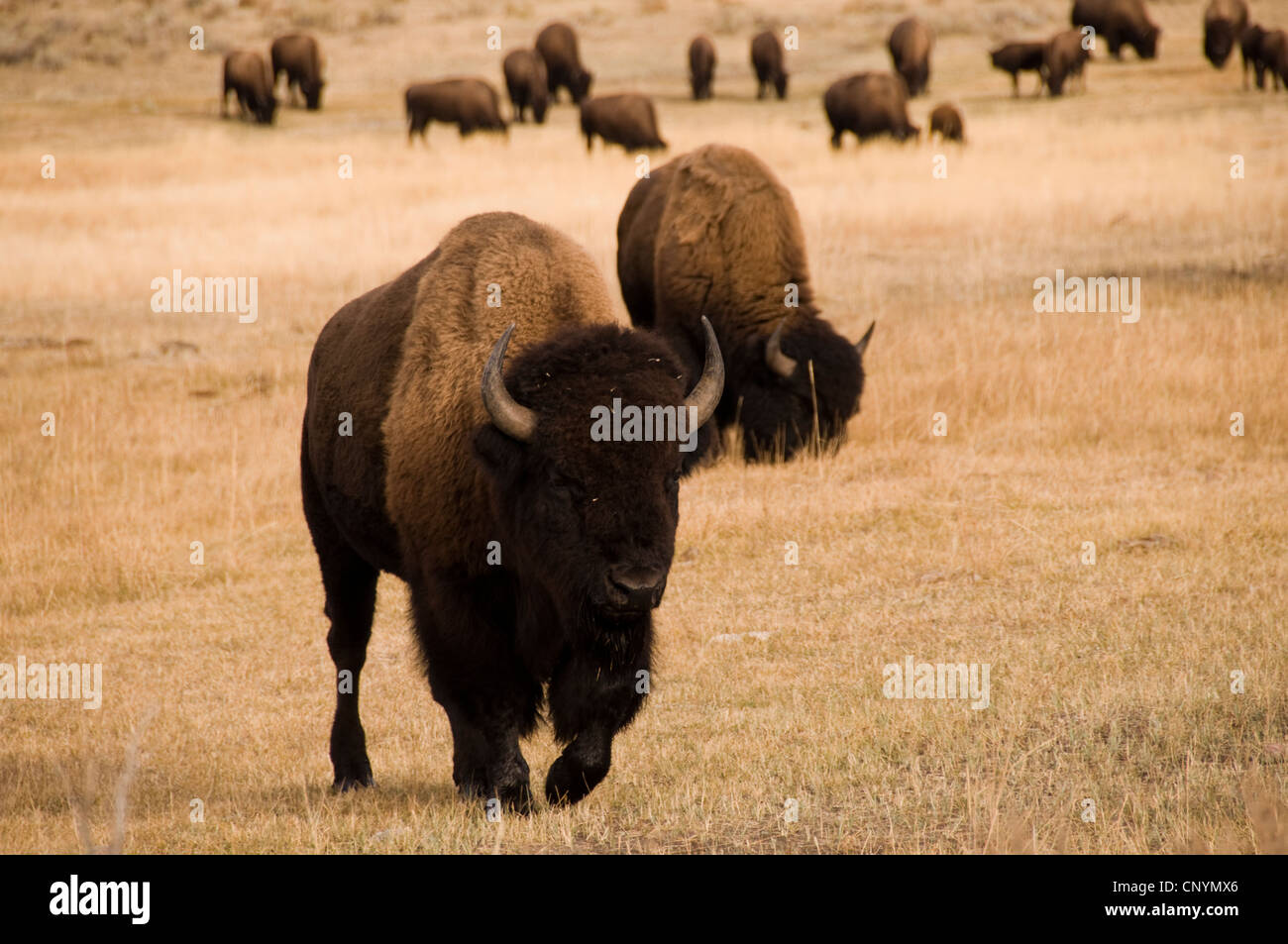Gruppe von Buffalo im Yellowstone-Nationalpark, Wyoming Stockfoto