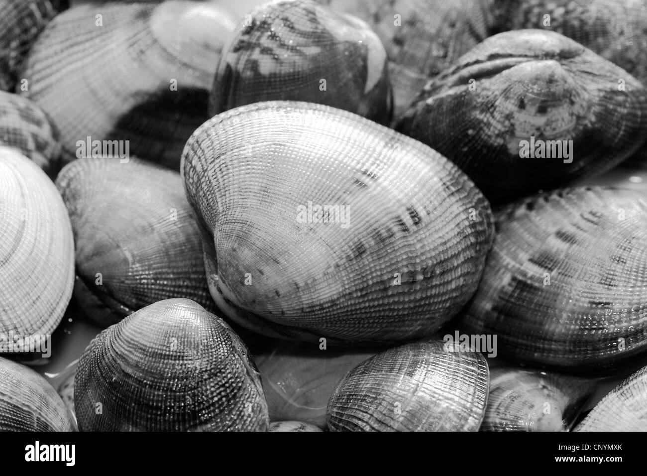 Essen, Meeresfrüchte, Schalentiere, gesund, Ernährung, frisch, gekocht, Küche, Restaurant, Meer, Gourmet, Kochen, Chowder, Gesundheit, Markt Stockfoto