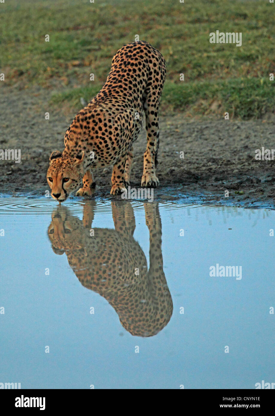 Gepard (Acinonyx Jubatus), trinken aus einem Wasserloch, Tansania, Serengeti Stockfoto