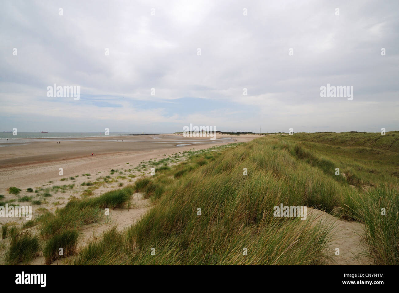 Sandstrand und Dünenlandschaft, Niederlande, Cadzand Stockfoto