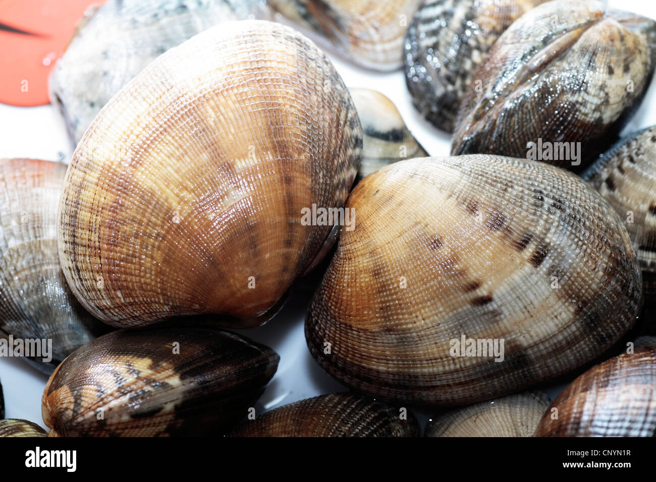 Essen, Meeresfrüchte, Schalentiere, gesund, Ernährung, frisch, gekocht, Küche, Restaurant, Meer, Gourmet, Kochen, Chowder, Gesundheit, Markt Stockfoto