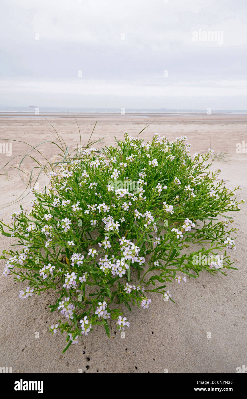 Europäischen Searocket, Meer-Rakete (Cakile Maritima), blühen am Sandstrand, Niederlande, Cadzand Stockfoto