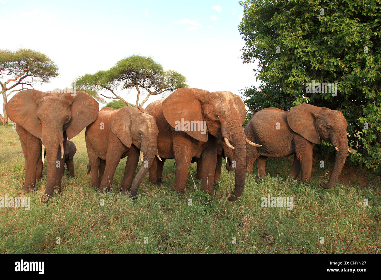 Afrikanische Savanne Elefant, Afrikanischer Elefant (Loxodonta Africana Oxyotis), Herde von Elefanten in der Savanne, Wandern Tansania, Tarangire-Nationalpark Stockfoto