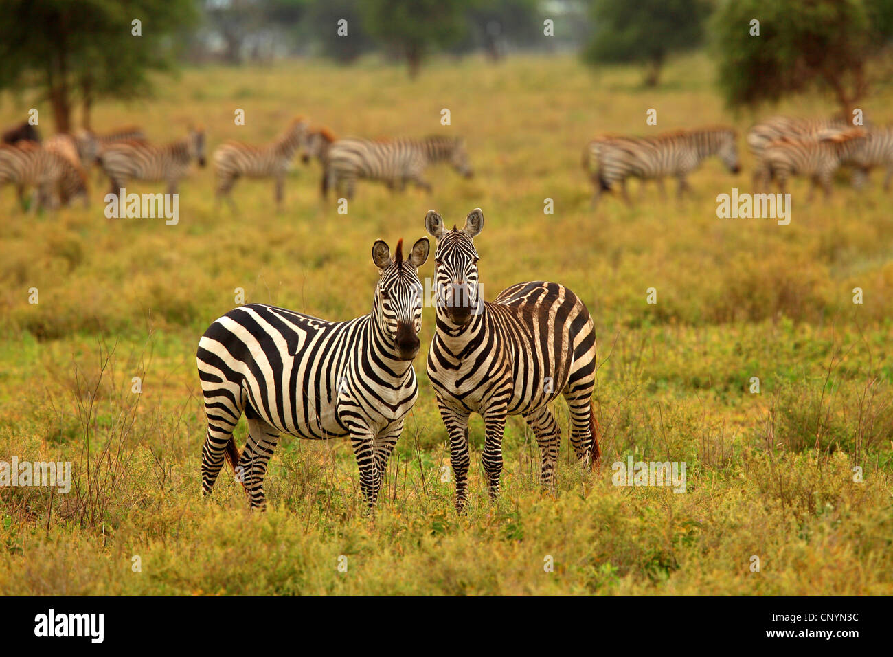 Böhm Zebra, Grant-Zebra (Equus Quagga Boehmi, Equus Quagga Granti), zwei Zebras stehen in der Savanne, Tansania, Serengeti Stockfoto