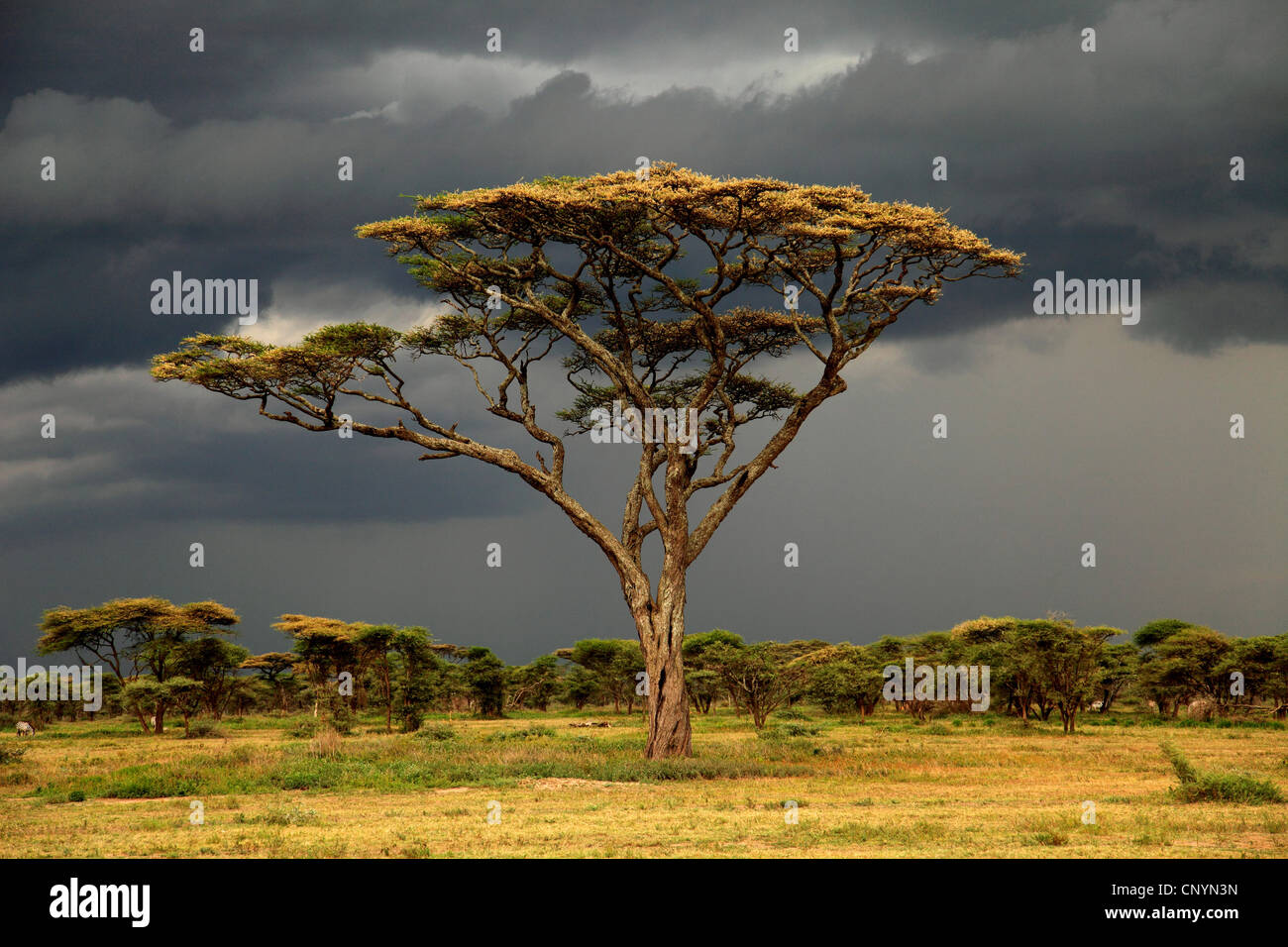 blühende großblättrige Baum unter dunklem Wolkenhimmel, Tansania, Ngorongor Conservation Area Stockfoto