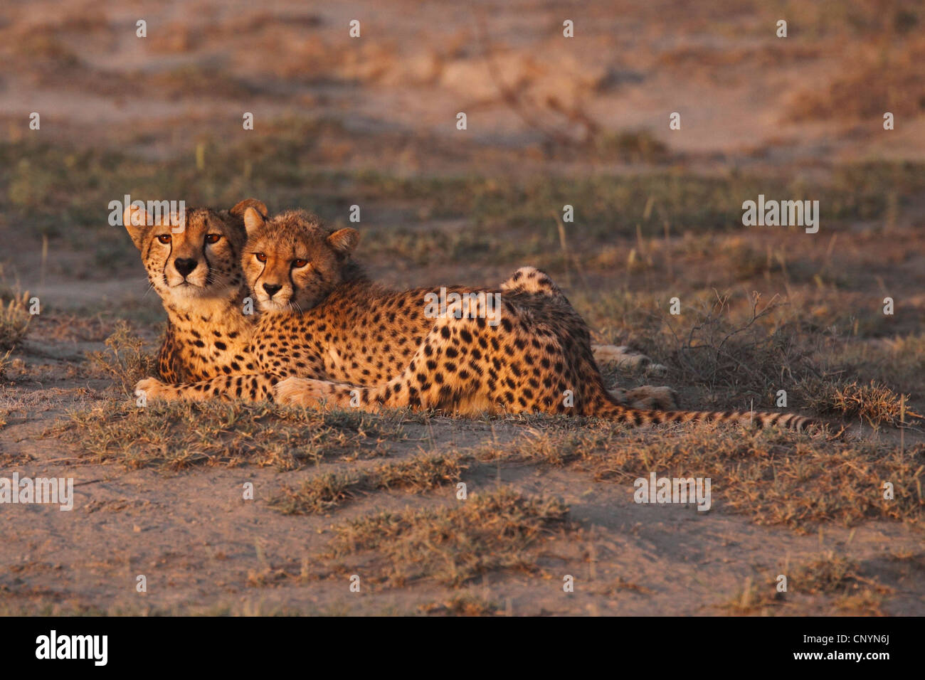 Gepard (Acinonyx Jubatus), Twi Jungtiere auf dem Boden liegend, Tansania, Serengeti Stockfoto