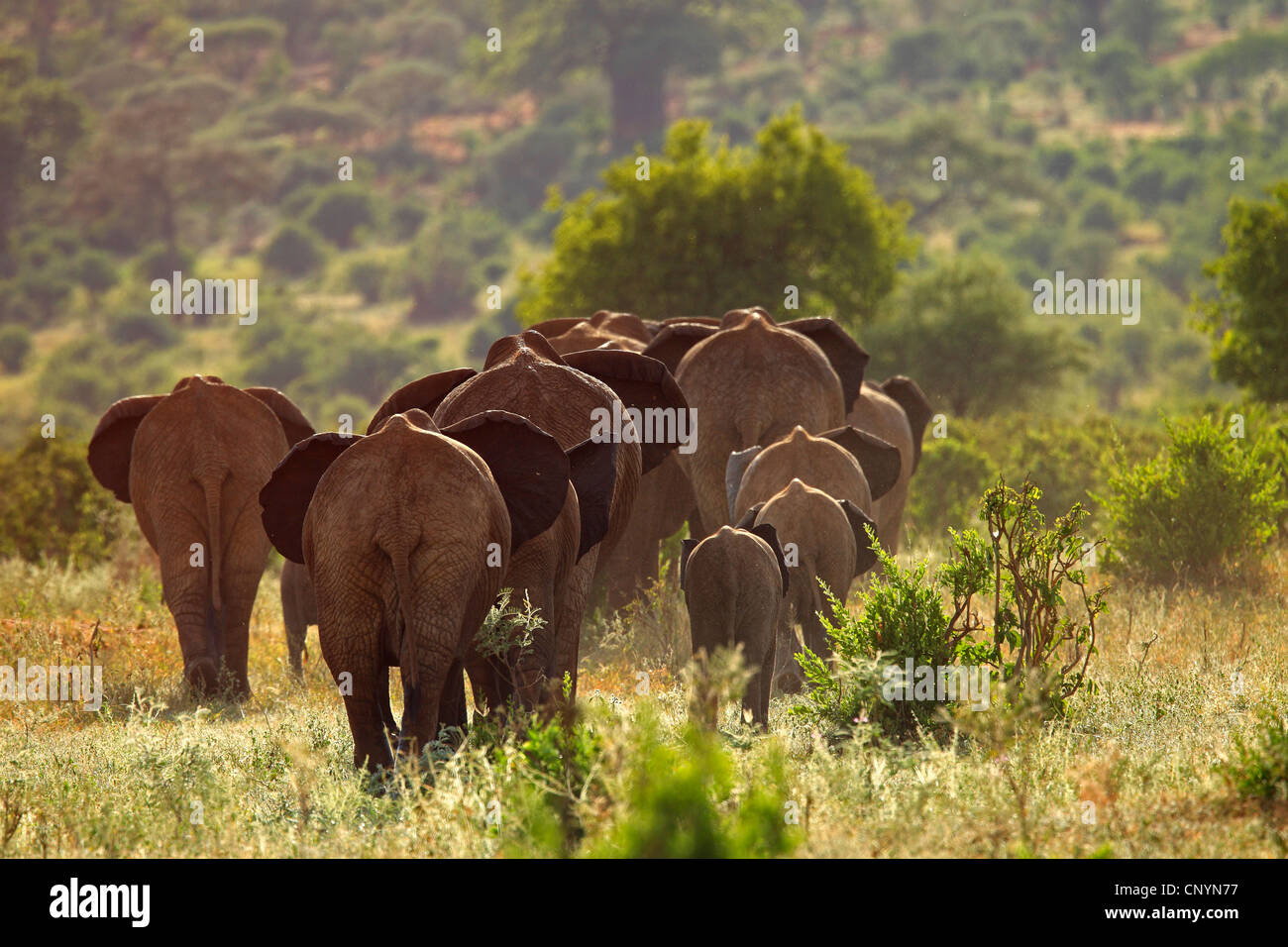 Afrikanische Savanne Elefant, Afrikanischer Elefant (Loxodonta Africana Oxyotis), Herde Elefanten von hinten, Tansania, Tarangire-Nationalpark Stockfoto