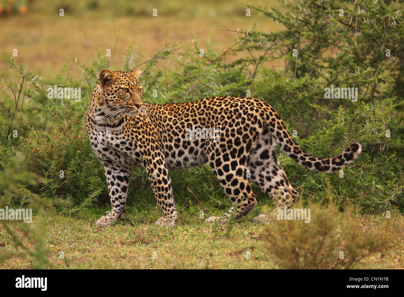Leopard (Panthera Pardus), rückblickend, Tansania, Ngorongoro Conservation Area Stockfoto