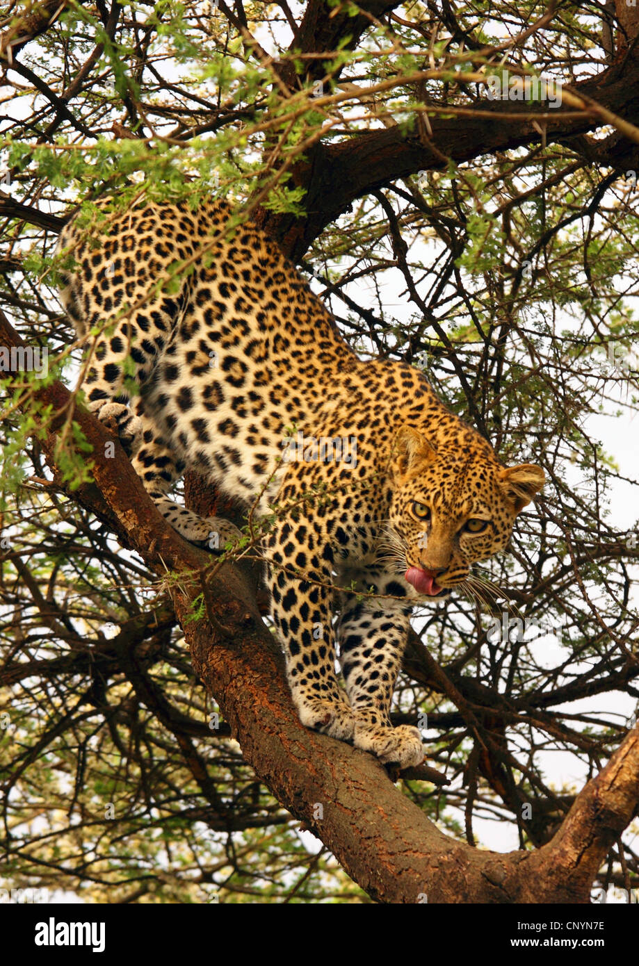 Leopard (Panthera Pardus), Klettern auf den Baum, Tansania, Ngorongoro Conservation Area Stockfoto