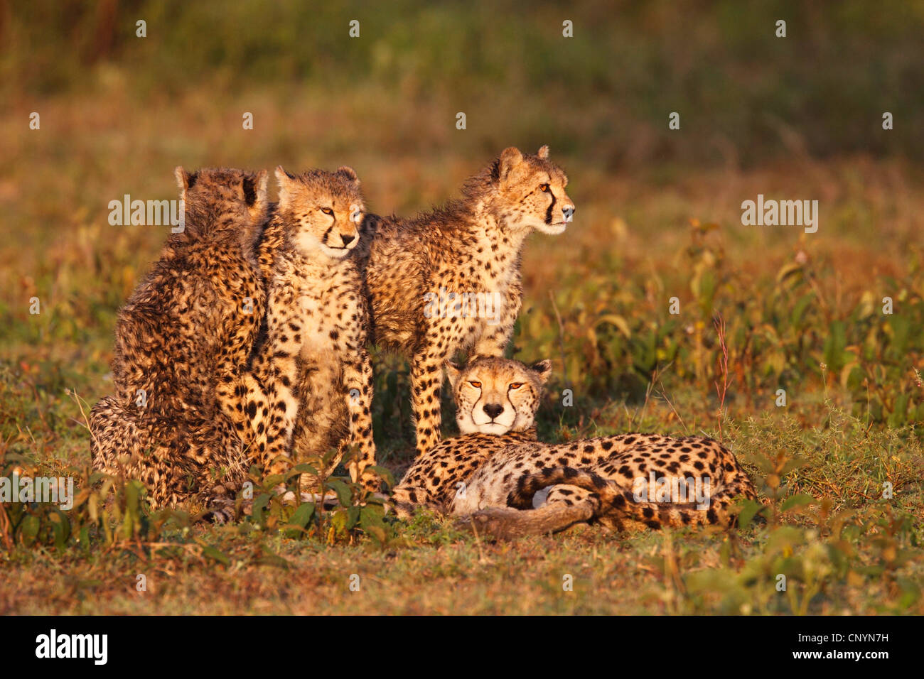 Gepard (Acinonyx Jubatus), Gepard mit Welpen im Abendlicht, Tansania, Ngorongoro Conservation Area Stockfoto