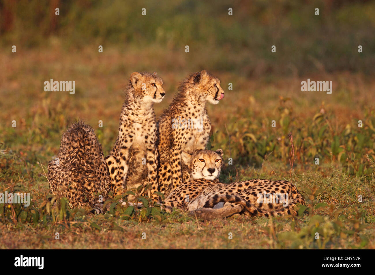 Gepard (Acinonyx Jubatus), Gepard mit Welpen im Abendlicht, Tansania, Ngorongoro Conservation Area Stockfoto