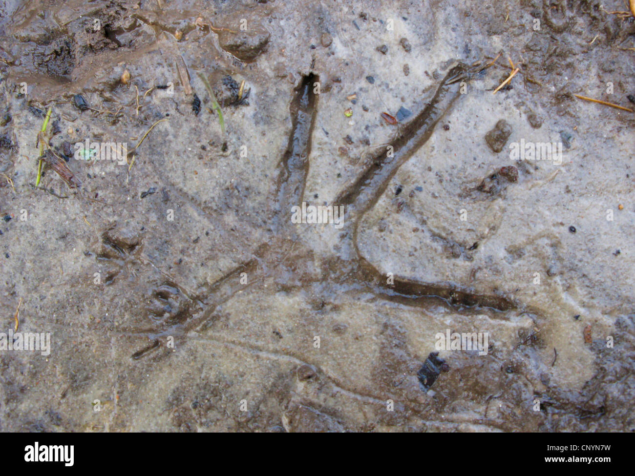 Graureiher (Ardea Cinerea), Footprint im Schlamm, Deutschland Stockfoto