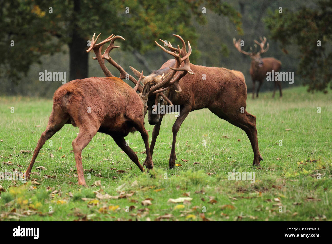 Rothirsch (Cervus Elaphus), zwei Bullen kämpfen auf die Spurrinnenbildung Boden, Deutschland Stockfoto