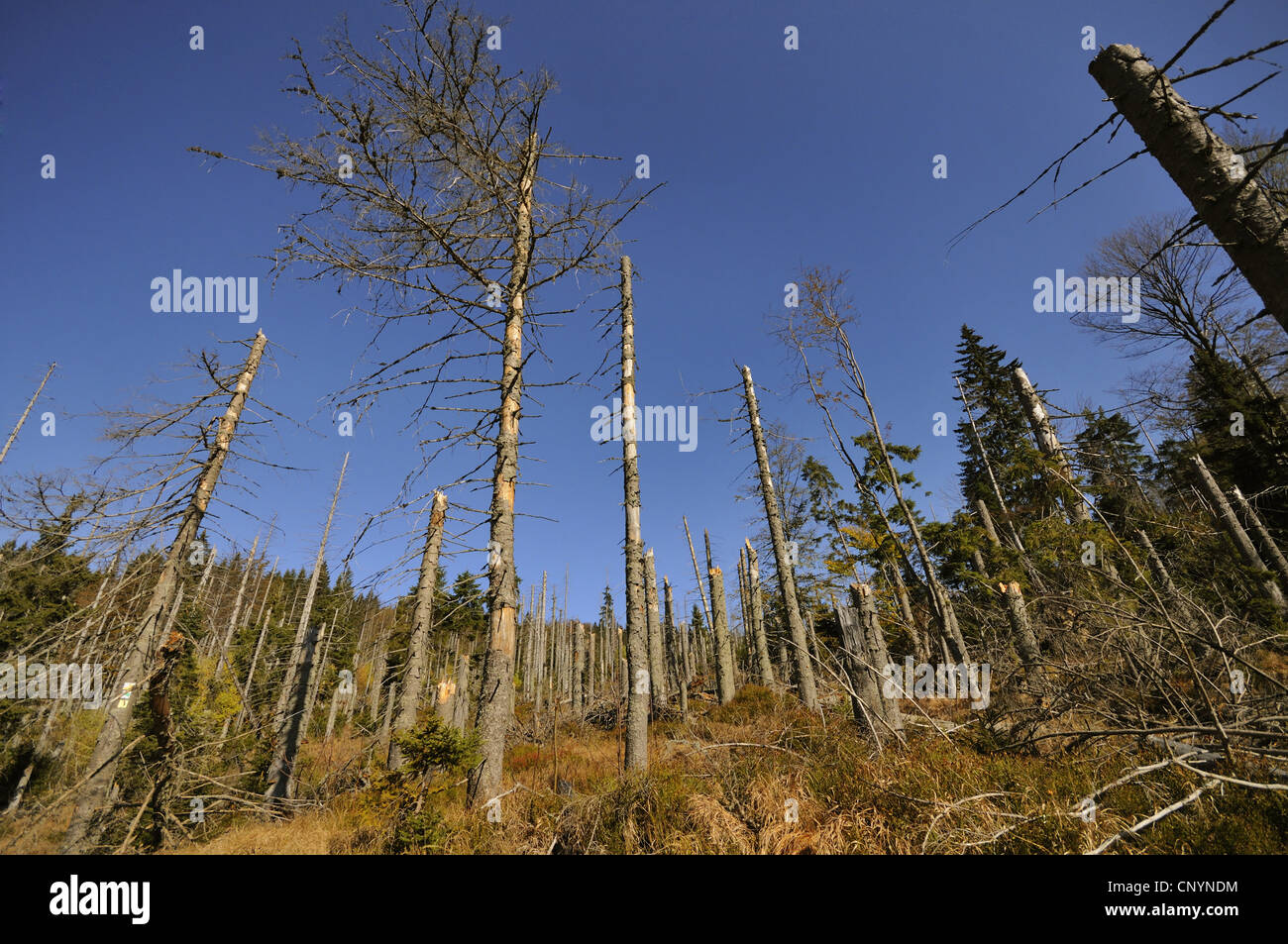 Gemeine Fichte (Picea Abies), tot Fichte Wald, Deutschland, Bayern, Nationalpark Bayerischer Wald Stockfoto