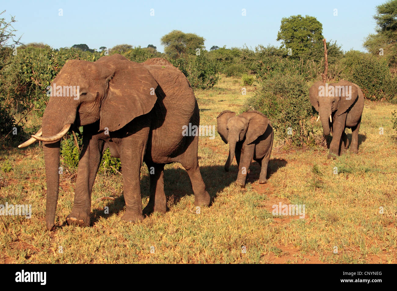 Afrikanische Savanne Elefant, Afrikanischer Elefant (Loxodonta Africana Oxyotis) Welpen nach ihrer Mutter, Tansania, Tarangire-Nationalpark Stockfoto