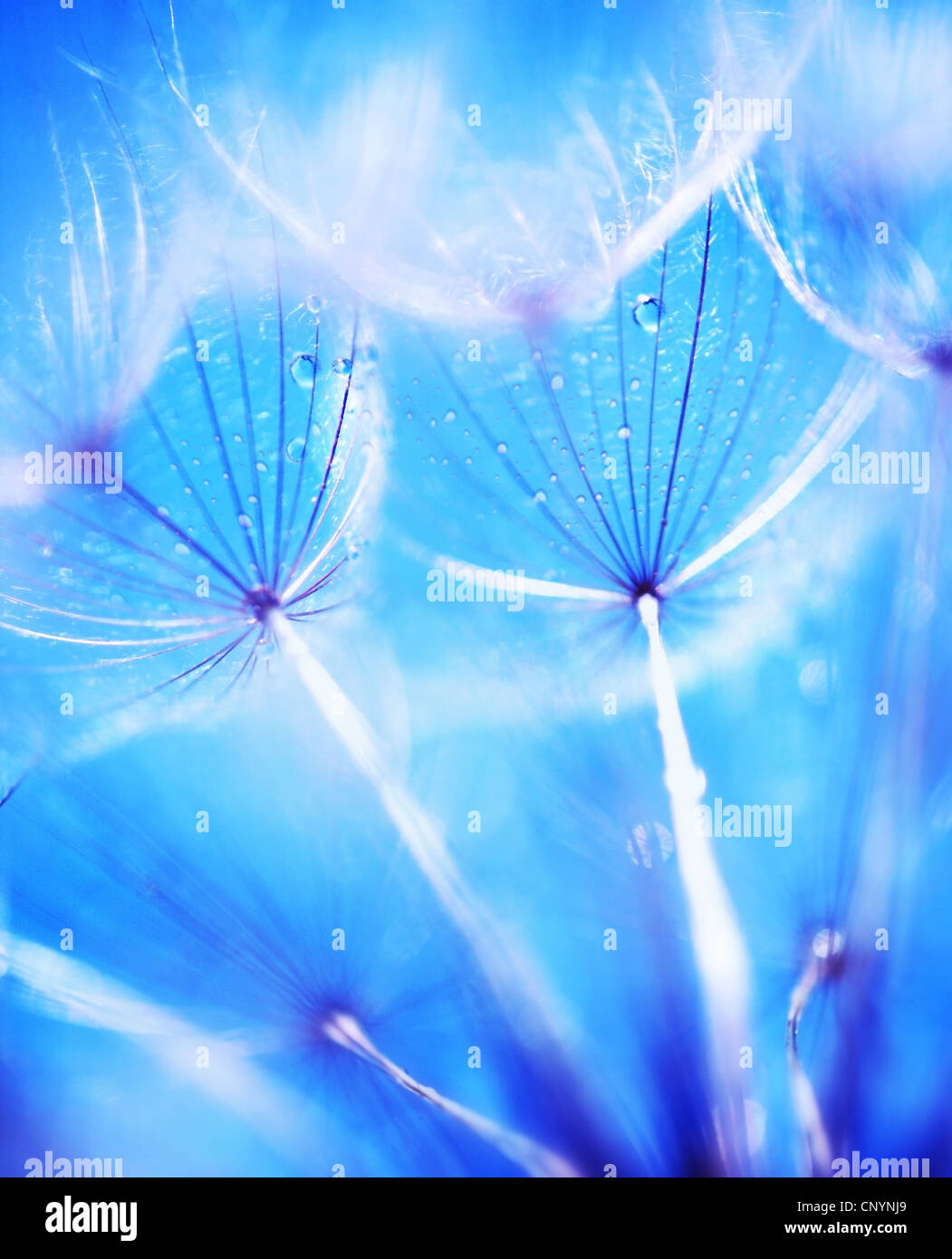 Soft-Fokus auf Löwenzahn Blume, extreme Nahaufnahme, abstrakte blaue Feder Natur Hintergrund Stockfoto