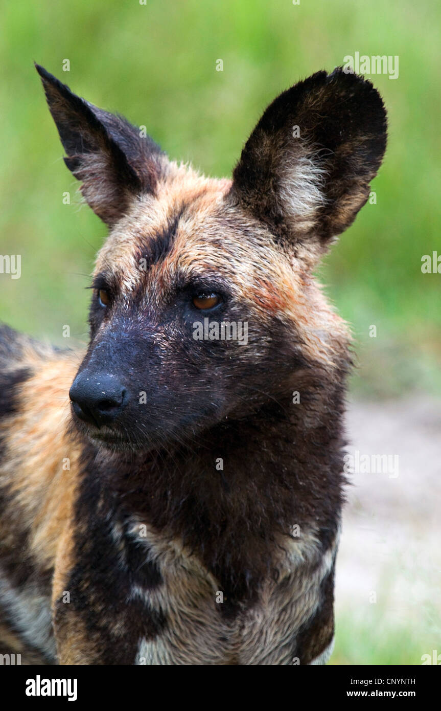 Afrikanischer Wildhund (LYKAON Pictus), frontalen Portrait, Botswana, Moremi Game Reserve Stockfoto