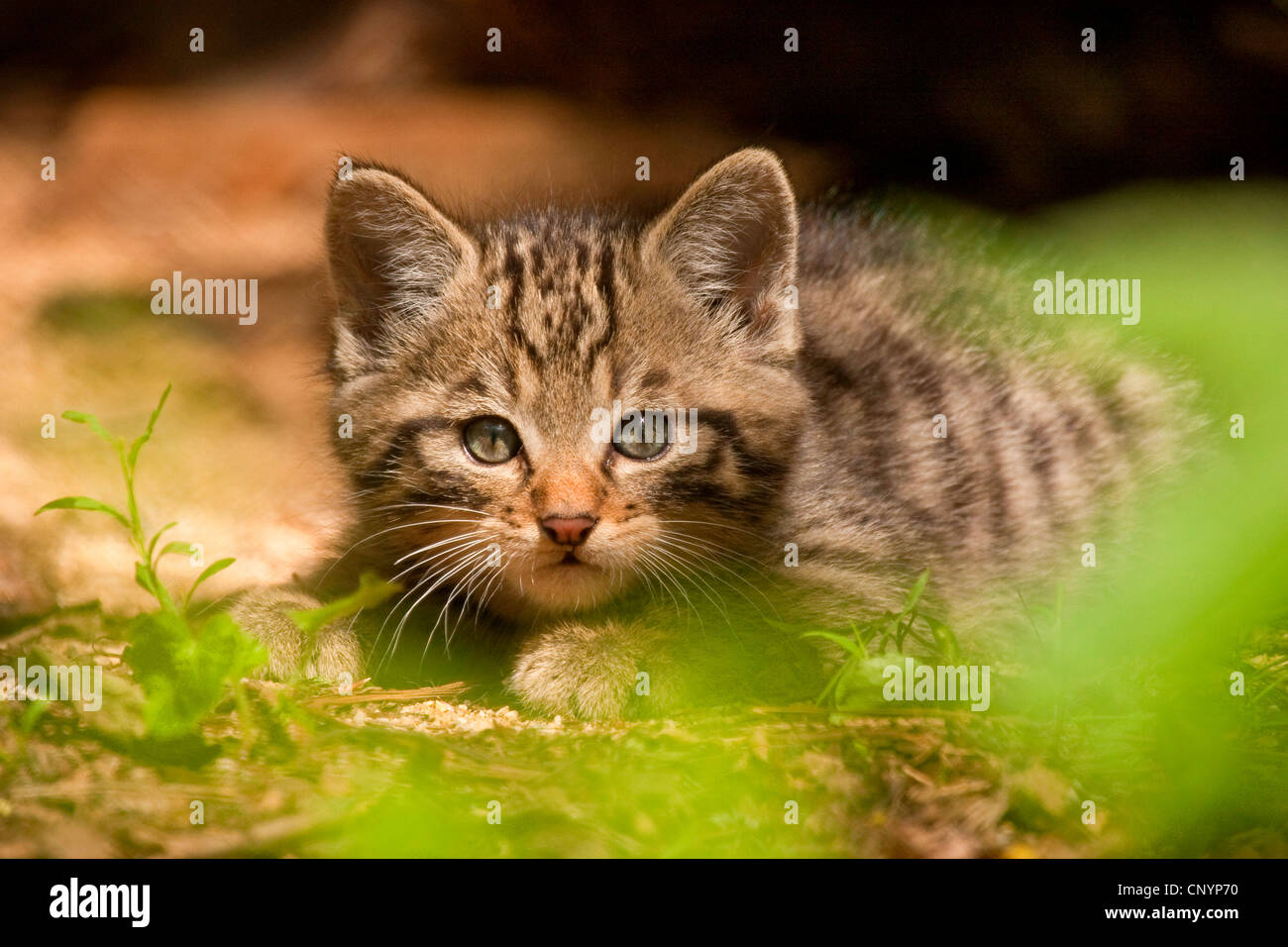 Wildkatze (Felis Silvestris), junge Katze, die auf dem Boden liegend, Deutschland Stockfoto