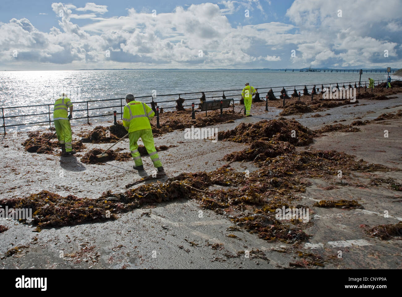 Des Rates Arbeitnehmer klare Algen nach einem Sturm, Whitehead, County Antrim. Stockfoto