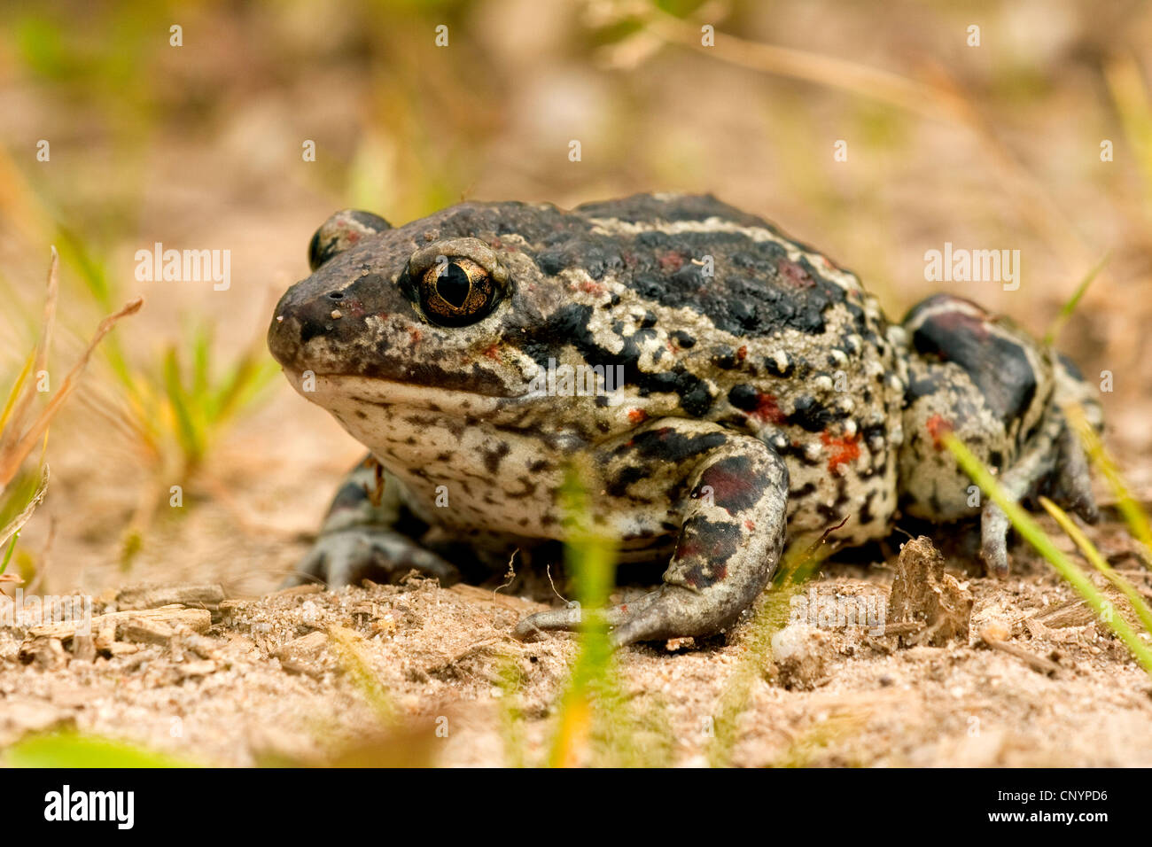 gemeinsamen katzenähnliche, Knoblauch Kröte (Pelobates Fuscus), Sitzung des trockenen Fußes, Deutschland, Rheinland-Pfalz Stockfoto