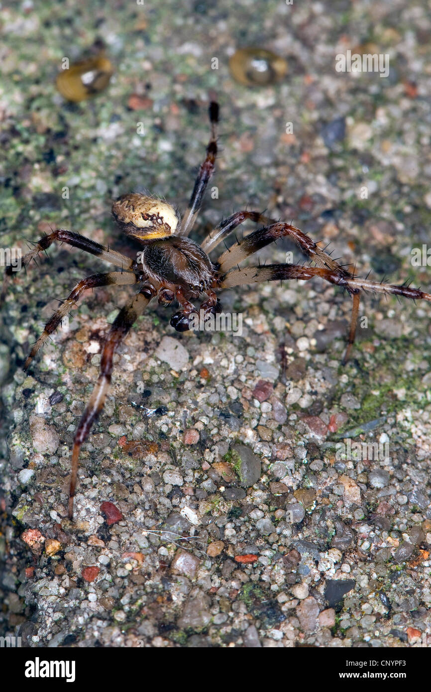 Orbweaver marmoriert, marmoriert Orb-Weaver, marmorierte Orb Weaver, marmorierte Spider (Araneus Marmoreus F. Pyramidatus, Araneus Marmoreus var. Pyramidatus), Männchen auf einer Mauer, Deutschland Stockfoto