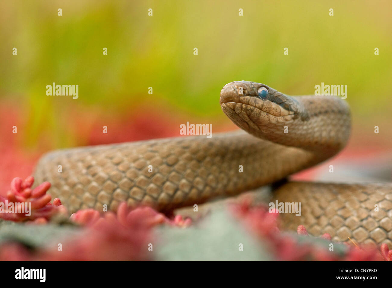 Schlingnatter (Coronella Austriaca), Porträt, Deutschland, Rheinland-Pfalz Stockfoto