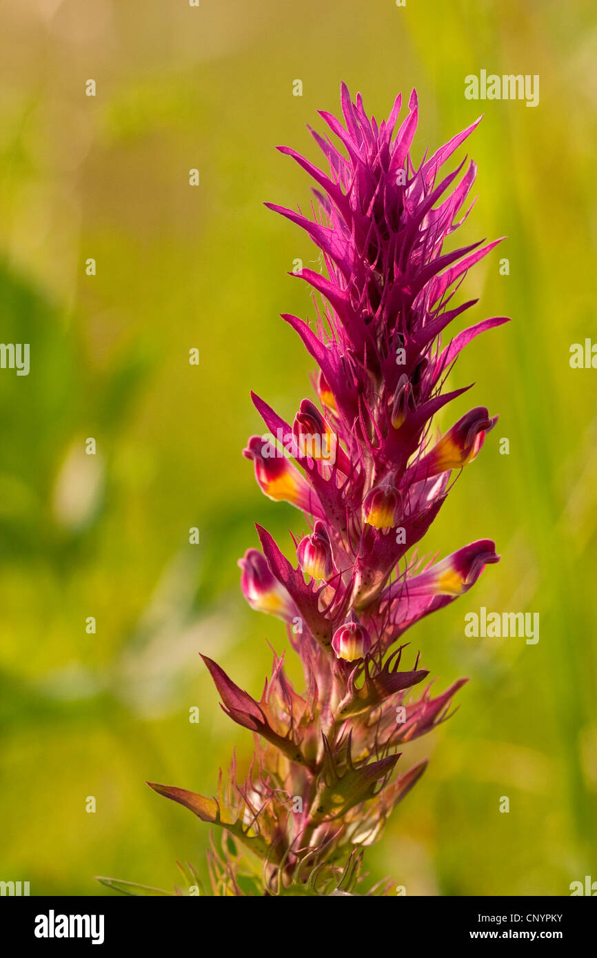 Kuh-Weizen (Melampyrum Arvense), Feld Blütenstand, Deutschland, Rheinland-Pfalz Stockfoto