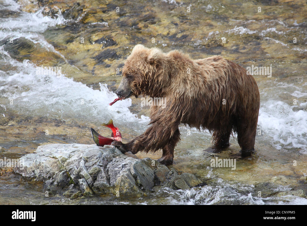 Brauner Bär, Grizzly Bear, Grizzly (Ursus Arctos Horribilis), Juvenile Fütterung einen gerade Gefangenen Lachs an einem Fluss, USA, Alaska Stockfoto