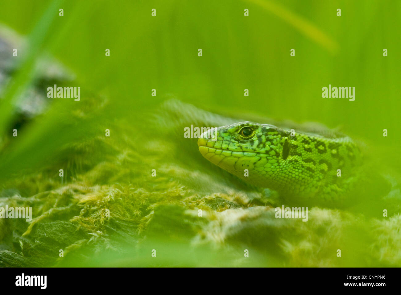 Zauneidechse (Lacerta Agilis), Porträt, Deutschland, Rheinland-Pfalz Stockfoto