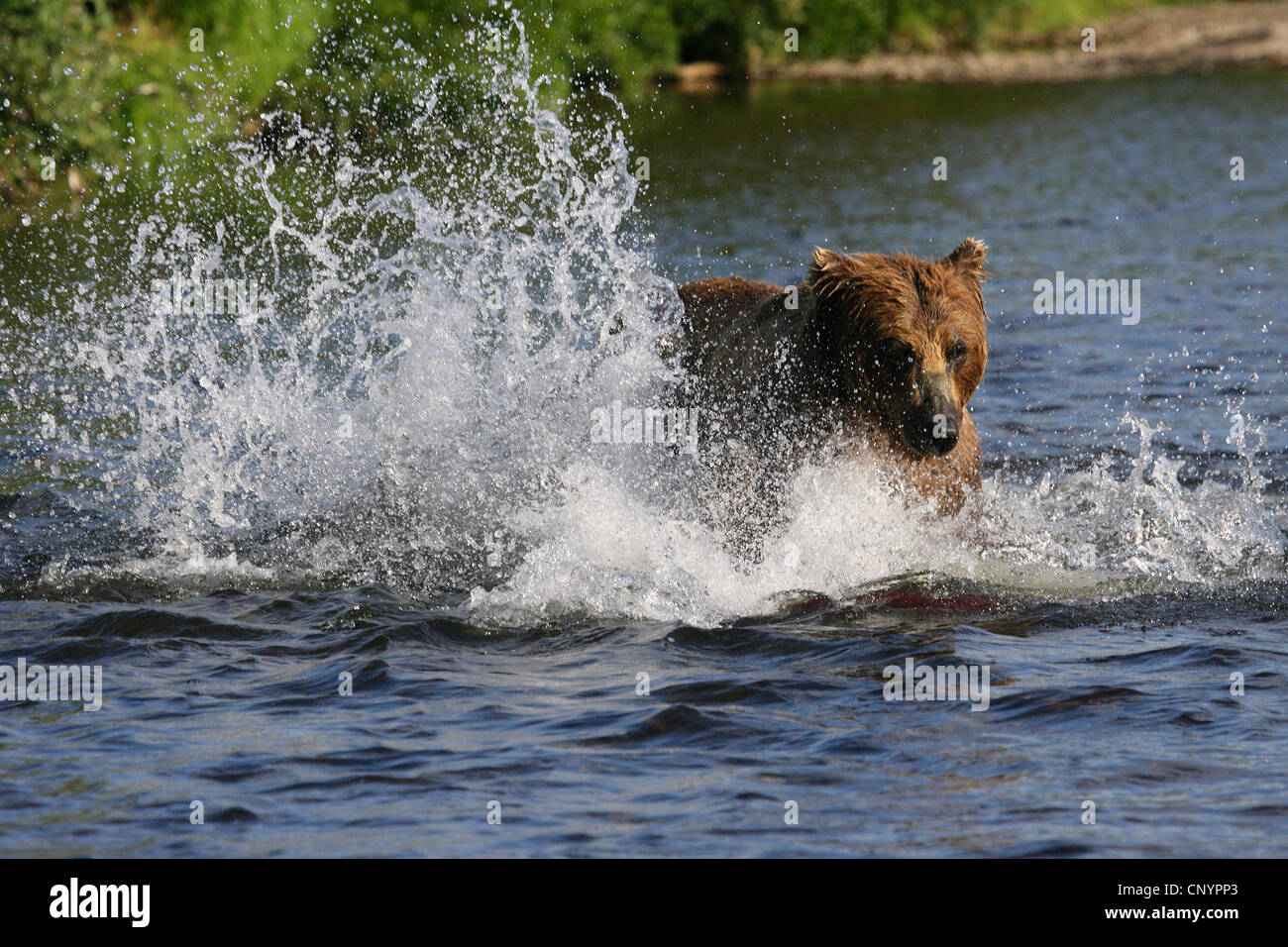 Brauner Bär, Grizzly Bär (Ursus Arctos Horribilis), Fang von Lachs im seichten Wasser von einem Fluß, USA, Alaska Stockfoto