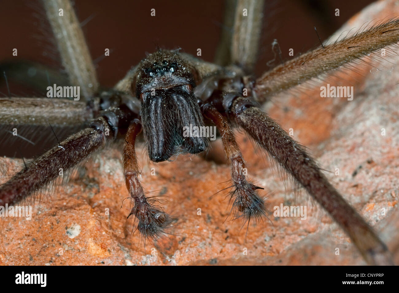 riesigen europäischen Haus Spinne, riesigen Haus Spinne, größere Haus Spinne, Spinne Spinnennetz (Tegenaria Gigantea, Tegenaria Atrica), Männchen mit 8 Augen, schwärzlich und Pedipalpen, Deutschland Stockfoto