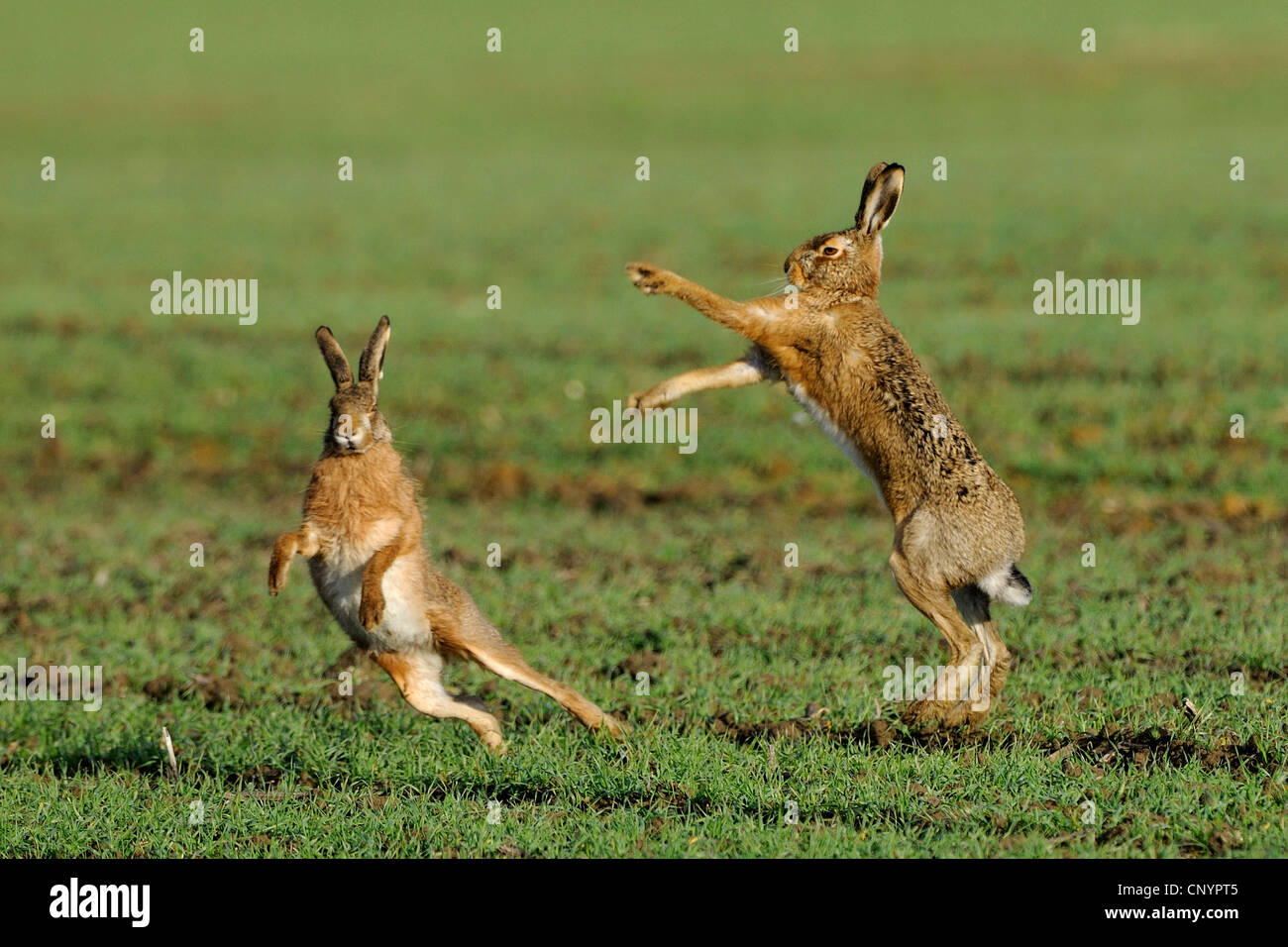 Feldhase (Lepus Europaeus), zwei Tiere kämpfen aufrecht auf einer Wiese während der Paarungszeit, Deutschland Stockfoto