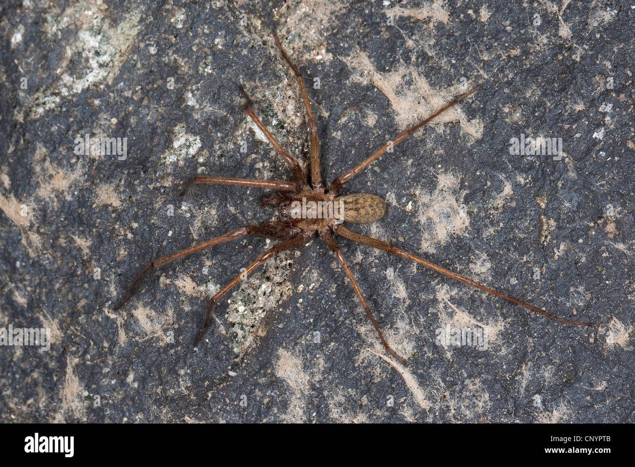 riesigen europäischen Haus Spinne, riesigen Haus Spinne, größere Haus Spinne, Spinne Spinnennetz (Tegenaria Gigantea, Tegenaria Atrica), Männlich, Deutschland Stockfoto