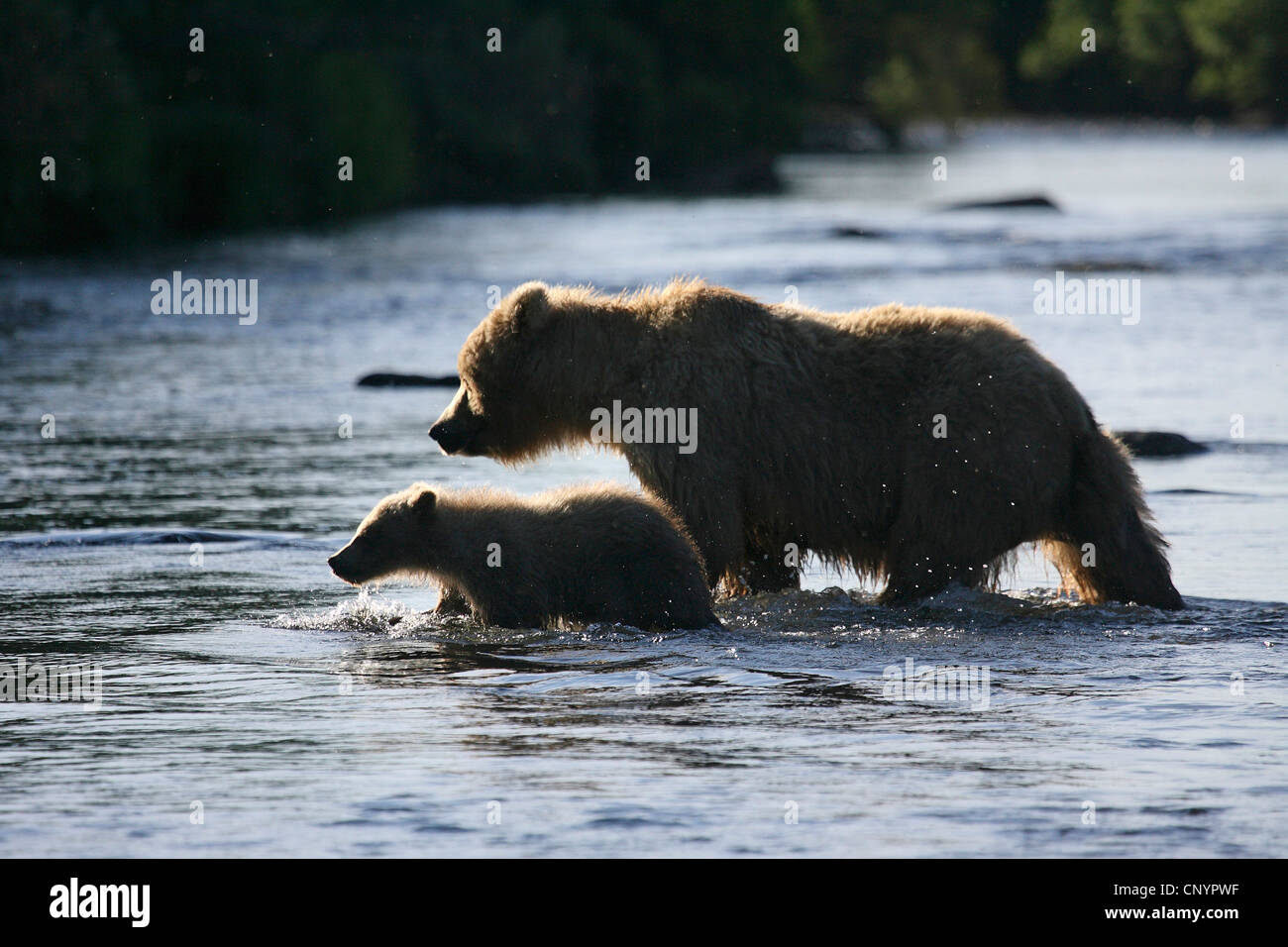 Brauner Bär, Grizzly Bear, Grizzly (Ursus Arctos Horribilis), weiblich mit einer juvenilen Wandern durch das flache Wasser von einem Fluß, USA, Alaska Stockfoto