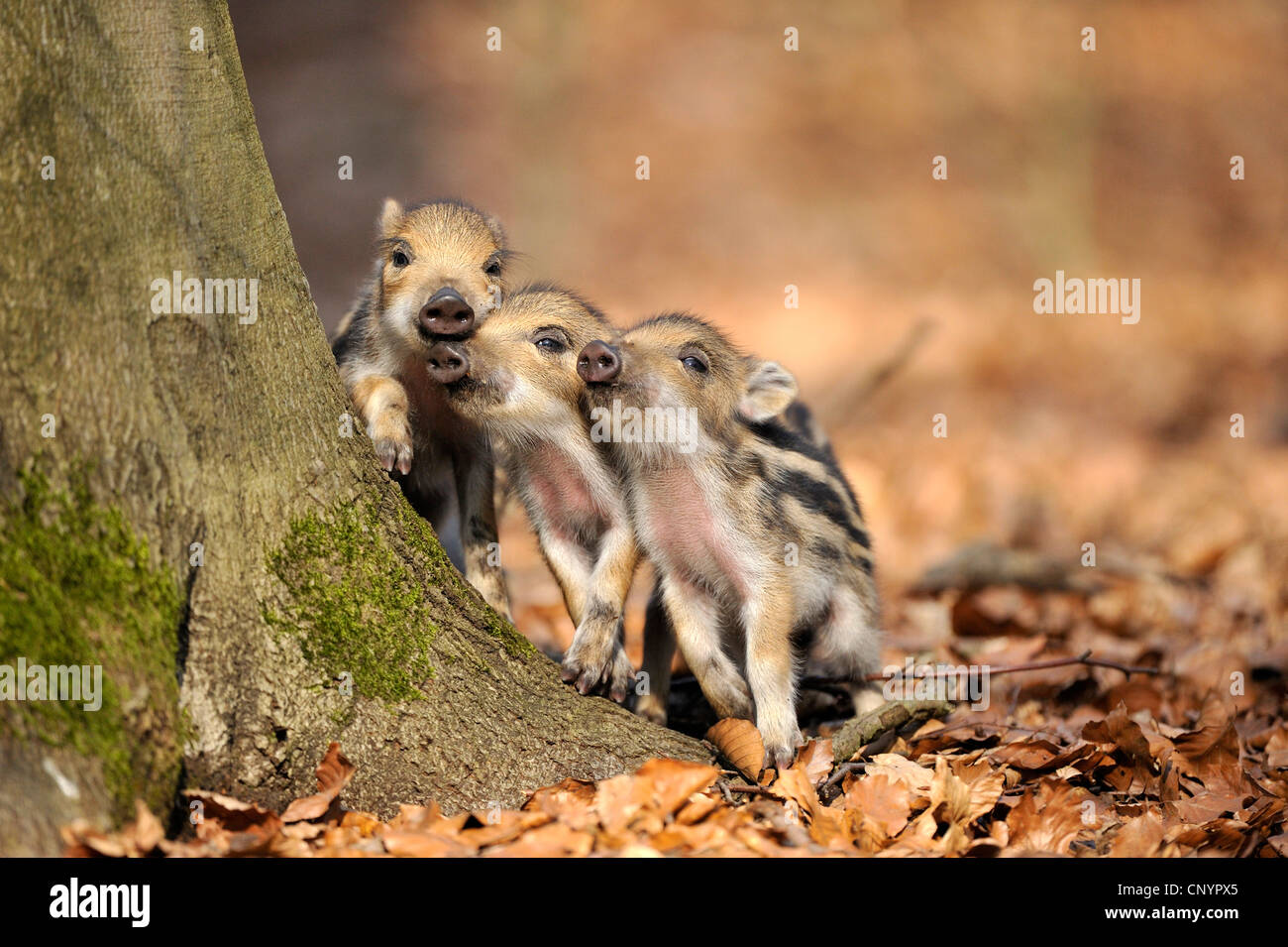 Wildschwein, Schwein, Wildschwein (Sus Scrofa), drei Rookie spielen auf dem Baum, Deutschland, Nordrhein-Westfalen, Sauerland Stockfoto