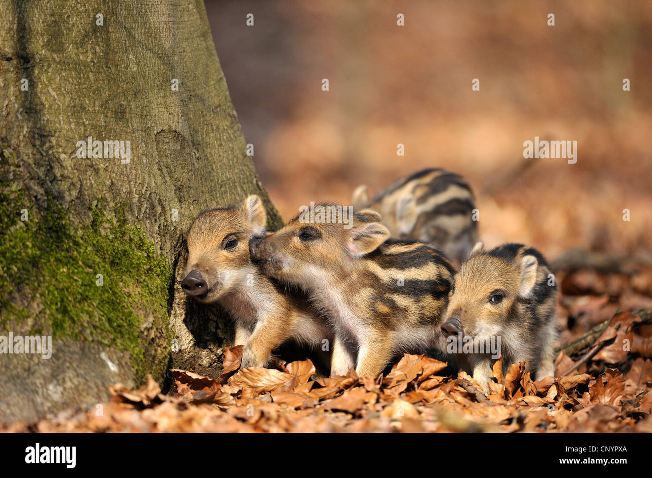Wildschwein, Schwein, Wildschwein (Sus Scrofa), drei Rookie spielen auf dem Baum, Deutschland, Nordrhein-Westfalen, Sauerland Stockfoto