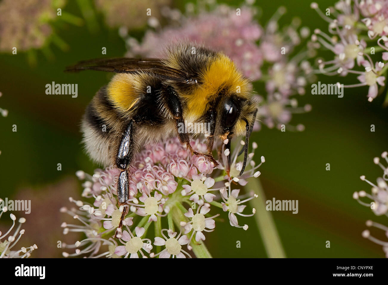 Seeadler Hummel (Bombus Lucorum), Männchen auf der Suche nach Nektar, Deutschland Stockfoto