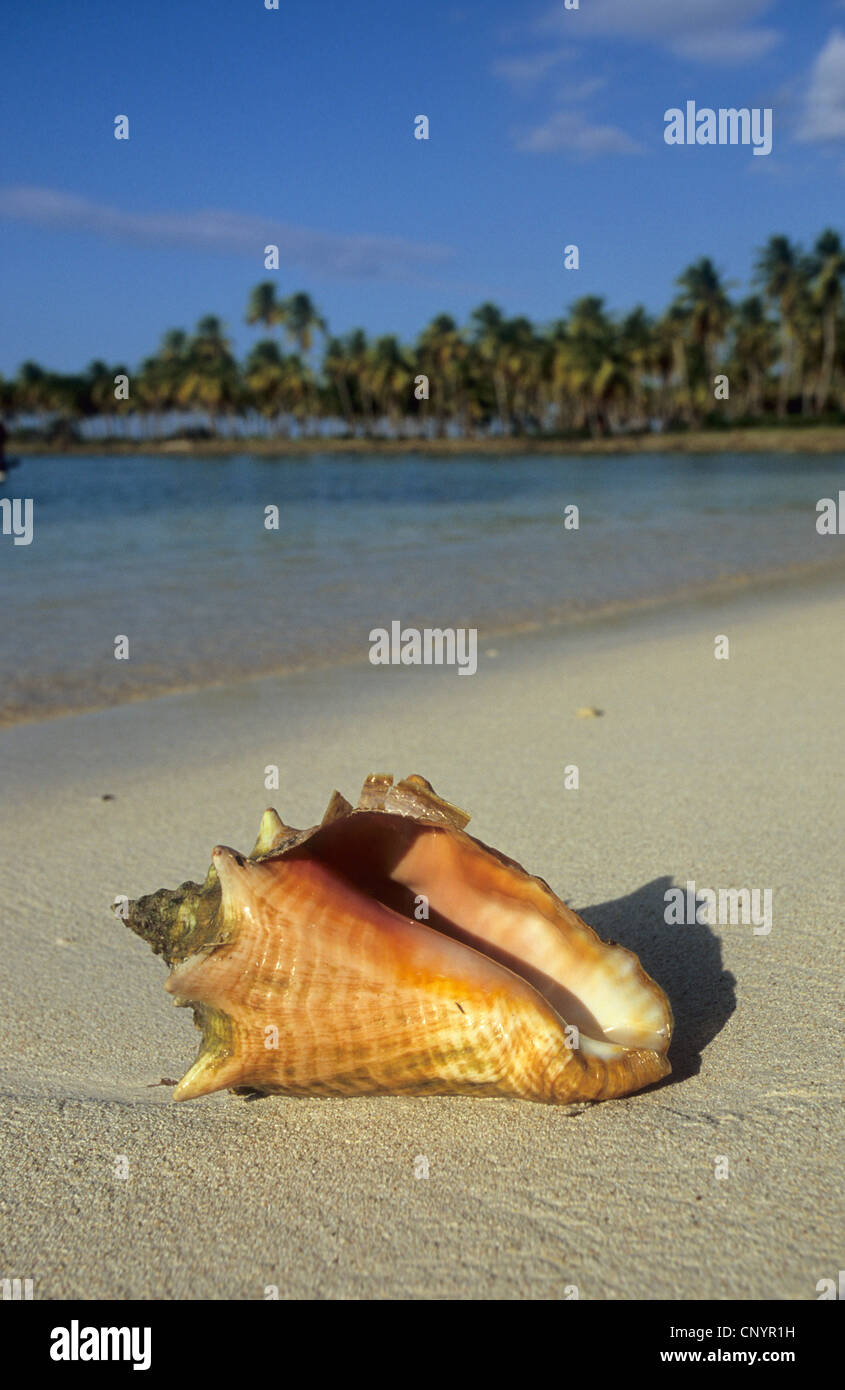Queen Shell Muscheln Queen Sie Conch, rosa Muschel, Muschelschale (begeistert Gigas ...