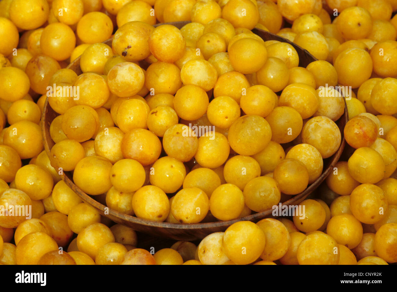 Mirabelle (Prunus Domestica var. Syriaca), Mirabellen in eine Schüssel geben Stockfoto