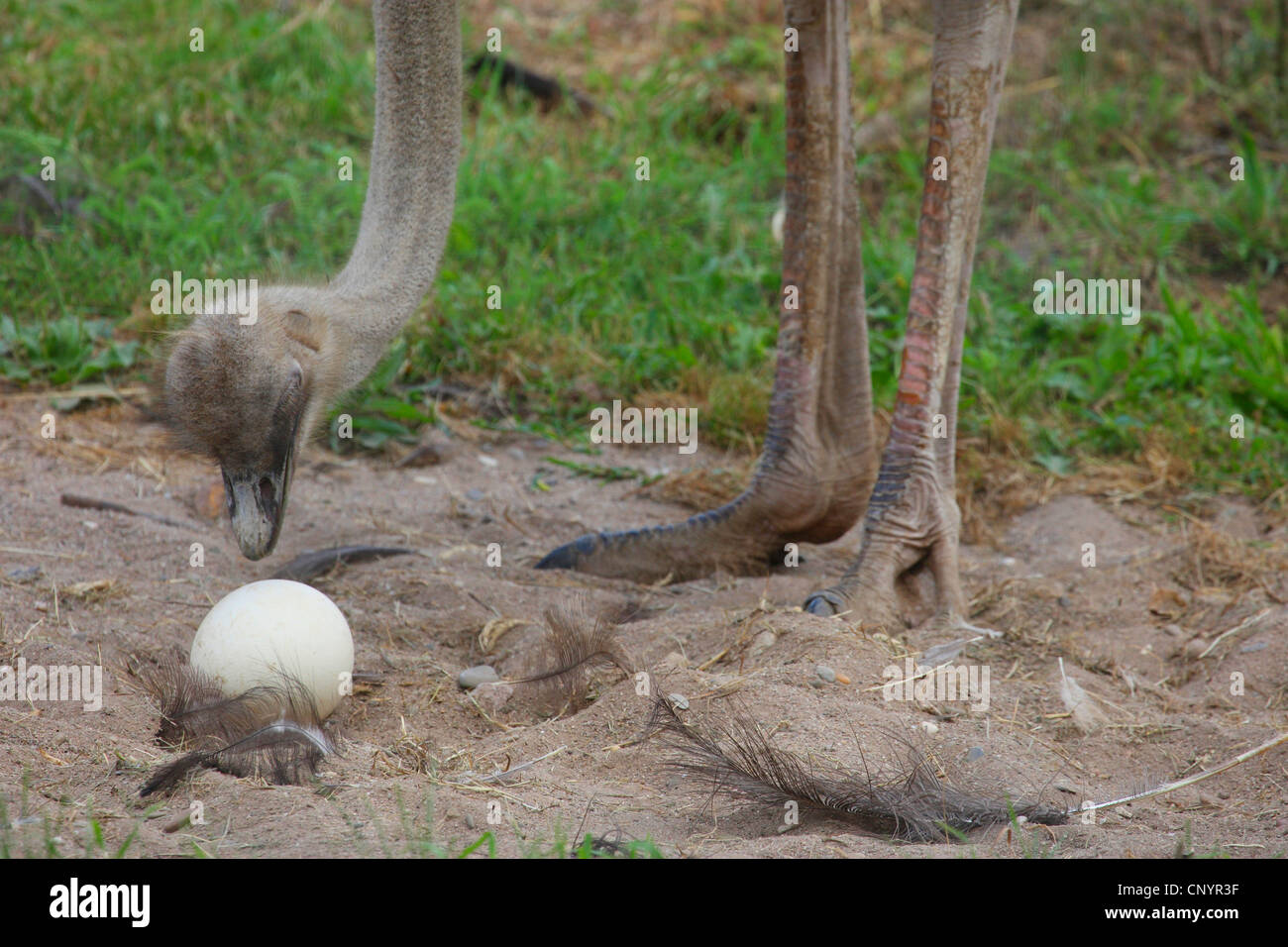 Strauß (Struthio Camelus), mit Ei auf seinem nest Stockfoto