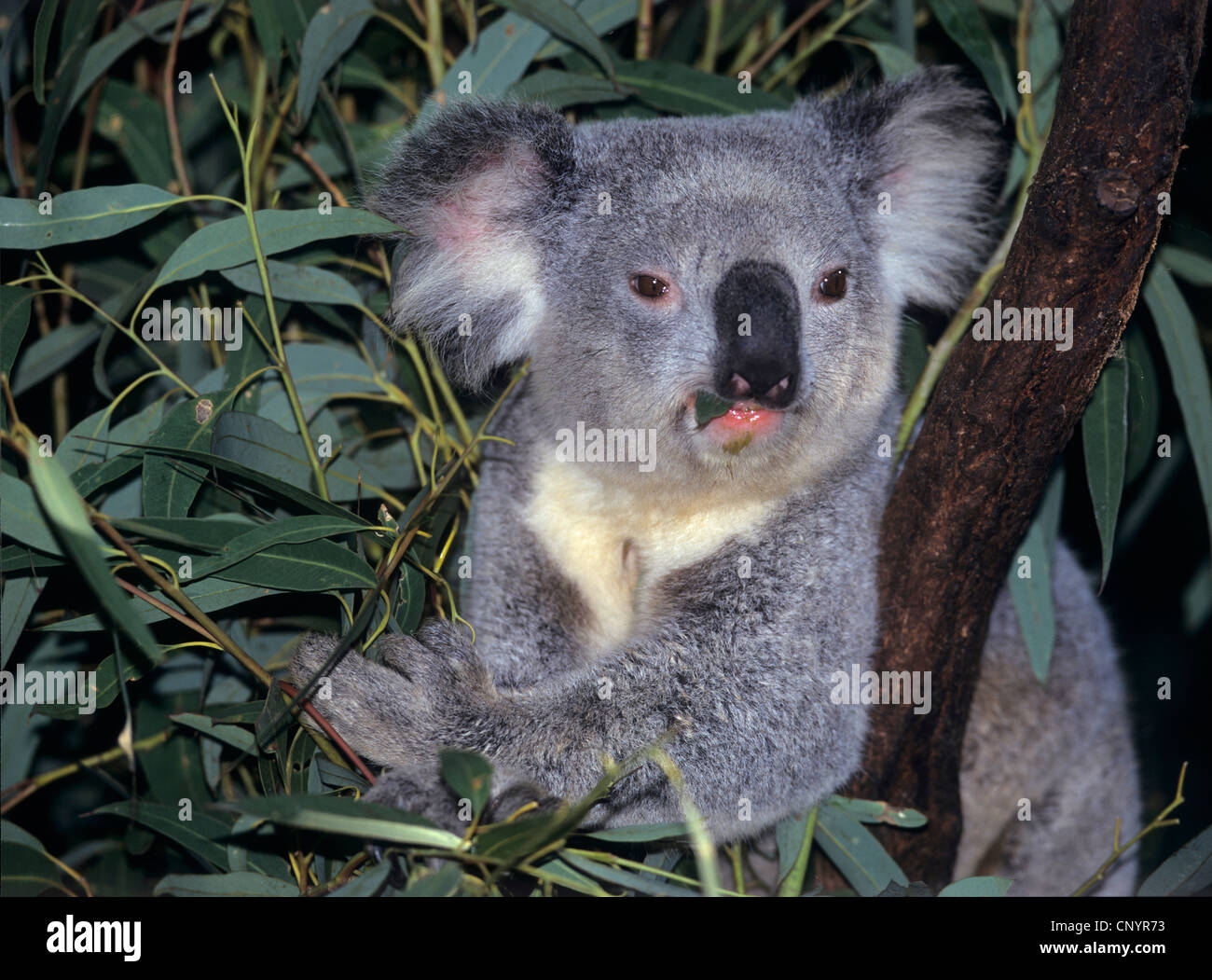 Koala, Koalabär (Phascolarctos Cinereus), sitzt in einem Eukalyptus, Australien Stockfoto